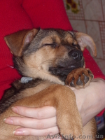 Отдам щенка хорошим людям - <ro>Изображение</ro><ru>Изображение</ru> #5, <ru>Объявление</ru> #1024725