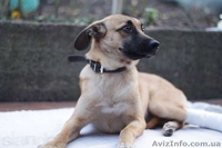 Отдам в хорошие руки щенка небольшого размера.  - <ro>Изображение</ro><ru>Изображение</ru> #3, <ru>Объявление</ru> #1029697