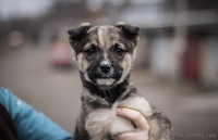 Девочки и мальчики ищут дом!!!  - <ro>Изображение</ro><ru>Изображение</ru> #3, <ru>Объявление</ru> #1044905