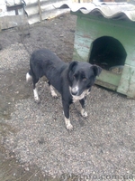 Ник ищет семью!!!  - <ro>Изображение</ro><ru>Изображение</ru> #2, <ru>Объявление</ru> #1041002