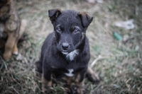 Девочки и мальчики ищут дом!!!  - <ro>Изображение</ro><ru>Изображение</ru> #5, <ru>Объявление</ru> #1044905