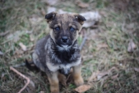 Девочки и мальчики ищут дом!!!  - <ro>Изображение</ro><ru>Изображение</ru> #4, <ru>Объявление</ru> #1044905