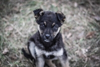 Девочки и мальчики ищут дом!!!  - <ro>Изображение</ro><ru>Изображение</ru> #2, <ru>Объявление</ru> #1044905