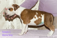 Продаётся щенок амстаффа девочка с шоу перспективой  - <ro>Изображение</ro><ru>Изображение</ru> #3, <ru>Объявление</ru> #1039632