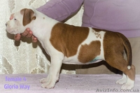 Продаётся щенок амстаффа девочка с шоу перспективой  - <ro>Изображение</ro><ru>Изображение</ru> #4, <ru>Объявление</ru> #1039632