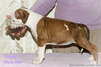 Продаётся щенок амстаффа девочка с шоу перспективой  - <ro>Изображение</ro><ru>Изображение</ru> #2, <ru>Объявление</ru> #1039632