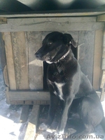 Кобелек 7 месяцев будет беречь Ваше спокойствие!  - <ro>Изображение</ro><ru>Изображение</ru> #2, <ru>Объявление</ru> #1032411