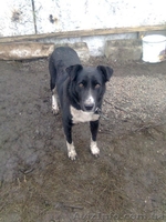 Ник ищет семью!!!  - <ro>Изображение</ro><ru>Изображение</ru> #3, <ru>Объявление</ru> #1041002