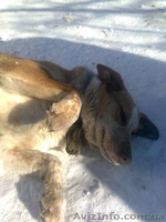 Молодая собачка Пальма для Вашего спокойствия!  - <ro>Изображение</ro><ru>Изображение</ru> #2, <ru>Объявление</ru> #1032432