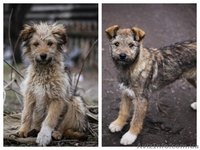 Кудряво-лохматенькие девочки мечтают о доме!!!  - <ro>Изображение</ro><ru>Изображение</ru> #1, <ru>Объявление</ru> #1044936