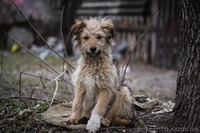 Кудряво-лохматенькие девочки мечтают о доме!!!  - <ro>Изображение</ro><ru>Изображение</ru> #2, <ru>Объявление</ru> #1044936