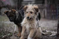 Кудряво-лохматенькие девочки мечтают о доме!!!  - <ro>Изображение</ro><ru>Изображение</ru> #4, <ru>Объявление</ru> #1044936