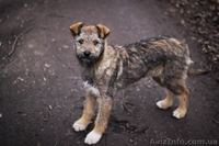Кудряво-лохматенькие девочки мечтают о доме!!!  - <ro>Изображение</ro><ru>Изображение</ru> #5, <ru>Объявление</ru> #1044936
