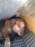 Молодая собачка Пальма для Вашего спокойствия!  - <ro>Изображение</ro><ru>Изображение</ru> #1, <ru>Объявление</ru> #1032432