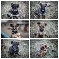 Девочки и мальчики ищут дом!!!  - <ro>Изображение</ro><ru>Изображение</ru> #1, <ru>Объявление</ru> #1044905