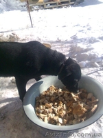 Кобелек 7 месяцев будет беречь Ваше спокойствие!  - <ro>Изображение</ro><ru>Изображение</ru> #4, <ru>Объявление</ru> #1032411