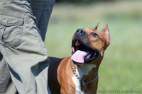 Щенки для тех, кто ценит красоту и породность  Амстафф - <ro>Изображение</ro><ru>Изображение</ru> #1, <ru>Объявление</ru> #1050662