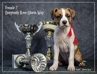 Щенки для тех, кто ценит красоту и породность  Амстафф - <ro>Изображение</ro><ru>Изображение</ru> #2, <ru>Объявление</ru> #1050662