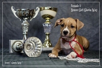 Щенки для тех, кто ценит красоту и породность  Амстафф - <ro>Изображение</ro><ru>Изображение</ru> #4, <ru>Объявление</ru> #1050662