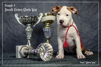 Щенки для тех, кто ценит красоту и породность  Амстафф - <ro>Изображение</ro><ru>Изображение</ru> #6, <ru>Объявление</ru> #1050662