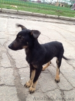 Щенок-мальчик ищет дом!   - <ro>Изображение</ro><ru>Изображение</ru> #1, <ru>Объявление</ru> #1072671