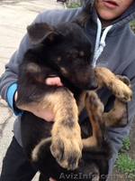 Щенок-мальчик ищет дом!   - <ro>Изображение</ro><ru>Изображение</ru> #2, <ru>Объявление</ru> #1072671