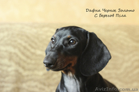 щенки таксы стандартной гладкошерстной - <ro>Изображение</ro><ru>Изображение</ru> #4, <ru>Объявление</ru> #1070164