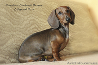 щенки таксы стандартной гладкошерстной - <ro>Изображение</ro><ru>Изображение</ru> #5, <ru>Объявление</ru> #1070164