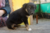 Замечательные щеночки только в ответственные руки! - <ro>Изображение</ro><ru>Изображение</ru> #5, <ru>Объявление</ru> #1070864