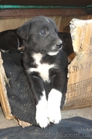 Замечательные щеночки только в ответственные руки! - <ro>Изображение</ro><ru>Изображение</ru> #1, <ru>Объявление</ru> #1070864