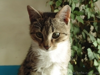 Котенок-девочка в хорошие руки!  - <ro>Изображение</ro><ru>Изображение</ru> #4, <ru>Объявление</ru> #1078988