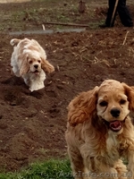 Щенки американского коккер спаниеля - <ro>Изображение</ro><ru>Изображение</ru> #2, <ru>Объявление</ru> #1066358