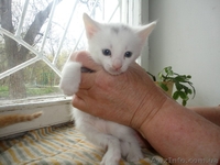 Котята мальчики и девочка ищут семью!!  - <ro>Изображение</ro><ru>Изображение</ru> #4, <ru>Объявление</ru> #1073126