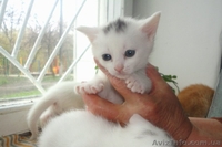 Котята мальчики и девочка ищут семью!!  - <ro>Изображение</ro><ru>Изображение</ru> #5, <ru>Объявление</ru> #1073126