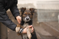 Девочка-щенок 10 месяцев ищет семью!  - <ro>Изображение</ro><ru>Изображение</ru> #1, <ru>Объявление</ru> #1072644