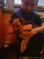 Умненькая щенок-девочка только для хороших людей!!!  - <ro>Изображение</ro><ru>Изображение</ru> #4, <ru>Объявление</ru> #1073911