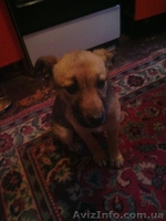 Умненькая щенок-девочка только для хороших людей!!!  - <ro>Изображение</ro><ru>Изображение</ru> #3, <ru>Объявление</ru> #1073911