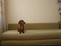 Вязка (такса)-Вязка (такса) - <ro>Изображение</ro><ru>Изображение</ru> #1, <ru>Объявление</ru> #1073071