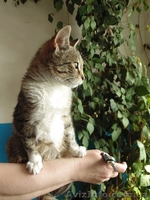 Котенок-девочка в хорошие руки!  - <ro>Изображение</ro><ru>Изображение</ru> #3, <ru>Объявление</ru> #1078988