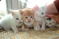 Котята мальчики и девочка ищут семью!!  - <ro>Изображение</ro><ru>Изображение</ru> #6, <ru>Объявление</ru> #1073126