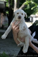 Белые щенки в хорошие руки!!!  - <ro>Изображение</ro><ru>Изображение</ru> #5, <ru>Объявление</ru> #1093916