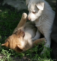 Рыженький МАЛЬЧИК-пухнастик для Вас!  - <ro>Изображение</ro><ru>Изображение</ru> #5, <ru>Объявление</ru> #1093936