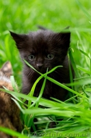 Девочка и два мальчика ищут семью!  - <ro>Изображение</ro><ru>Изображение</ru> #5, <ru>Объявление</ru> #1085966