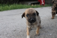 Шесть прекрасных щенков ищут дом!  - <ro>Изображение</ro><ru>Изображение</ru> #8, <ru>Объявление</ru> #1086263