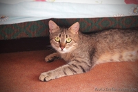 Кошечка 7-8 месяцев ищет любящих хозяев!  - <ro>Изображение</ro><ru>Изображение</ru> #1, <ru>Объявление</ru> #1093446