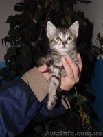 В хорошие руки отдам котенка!  - <ro>Изображение</ro><ru>Изображение</ru> #2, <ru>Объявление</ru> #1089779