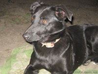 Марго 11 месяцев стерилизована в хорошие руки  - <ro>Изображение</ro><ru>Изображение</ru> #1, <ru>Объявление</ru> #1093427