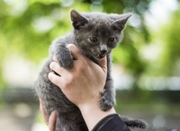 Метис русской голубой в хорошие руки!!!  - <ro>Изображение</ro><ru>Изображение</ru> #5, <ru>Объявление</ru> #1089211