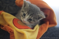 Котенок-мальчик ищет любящих хозяев!  - <ro>Изображение</ro><ru>Изображение</ru> #6, <ru>Объявление</ru> #1087686