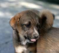 Две девочки-щеночки мечтают о доме.   - <ro>Изображение</ro><ru>Изображение</ru> #5, <ru>Объявление</ru> #1093950